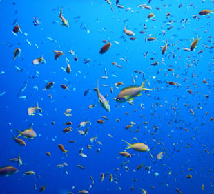 Hotel Swiss Inn Resort Dahab