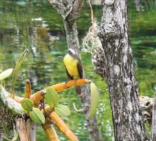 Vogel