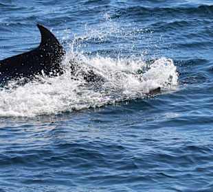 Man kann eine Delphin fahrt buchen