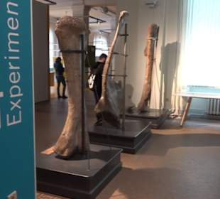 Museum für Naturkunde