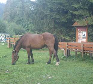Parcul Natural Apuseni
