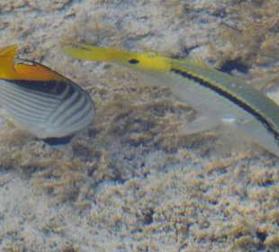 Vom Steg aus zu sehen