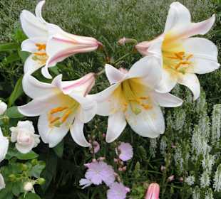 Botan. Garten Göteborg