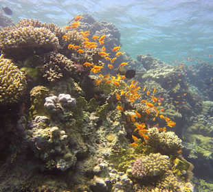 Fischschwarm Shaab umm Gamar