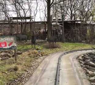 Land der Abenteuer - Safari Tour