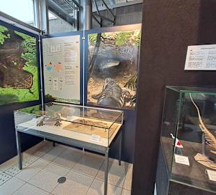 Geoskop in Thallichtenberg