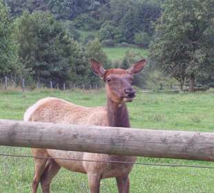 Fraßen aus der Hand