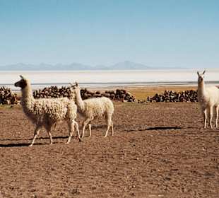 Salar de Uyuni-Bolivia
