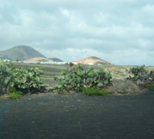 Ausflug ins Lavagebiet