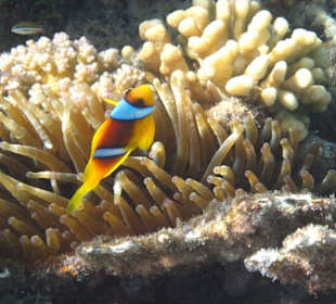 Rotmeeranemonenfisch