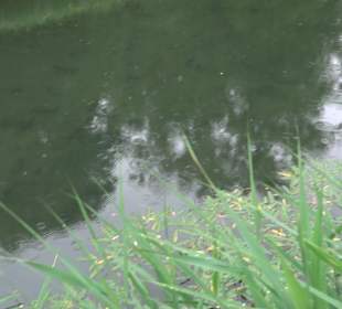 Fischlehrpfad Neu-Ulm