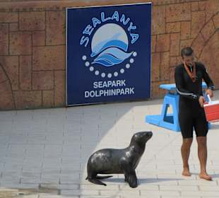 Sealanya