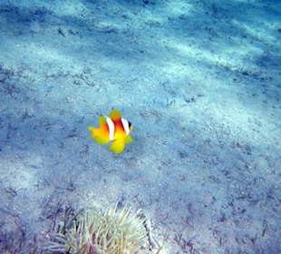 Rotmeeranemonenfisch 