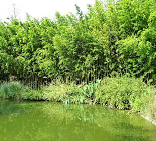 Teichlandschaft im Jardin des Plantes
