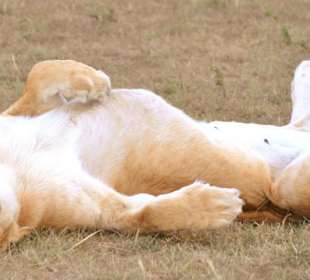 Löwe beim Sonnenbad