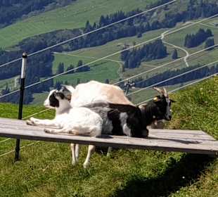 Wandern Saalbach-Hinterglemm