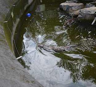 Zoo