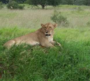 Sarova Salt Lick Game Lodge