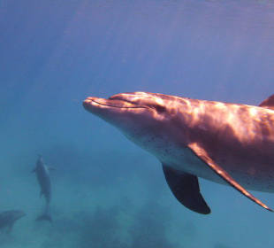 Delfintouren in Hurghada