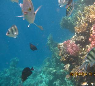 Riff mit vielen Fischen
