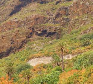 Feel Tenerife authentic experiences