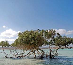 Flora & Fauna in Marsa Alam