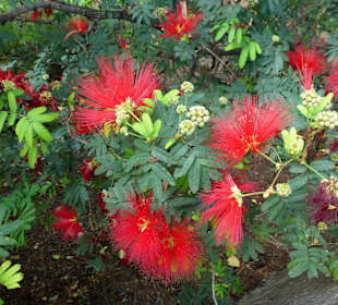 Blume