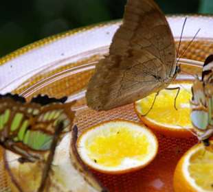 Schmetterlingshaus Futterausgabe