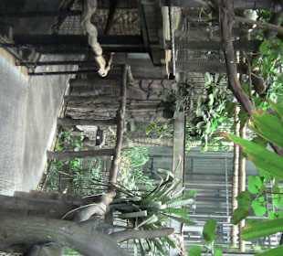 Regenwald