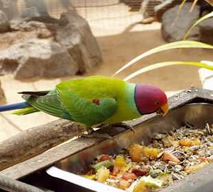 Gran Canaria - Spanien