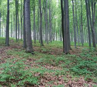 Durch einen schönenWald