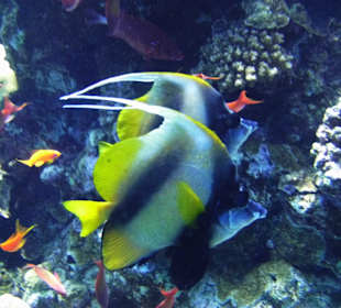 Direkt am Hausriff Falterfische