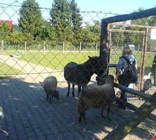 Streichelzoo im Talhof