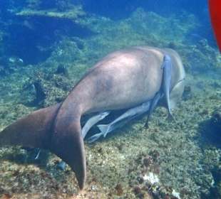 Dugong Hausriff 