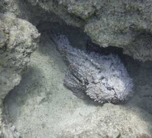 Ein Tauchkurs musste einfach sein!