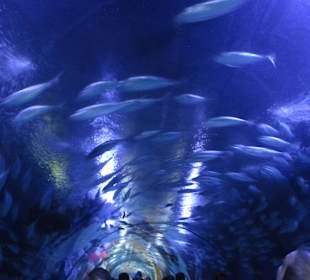 Aquarium / Oceanongrafic