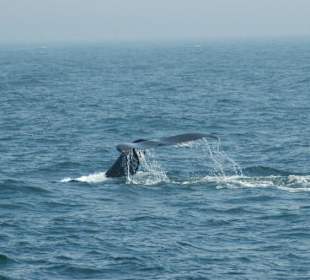 Unterwegs, um Wale zu beobachten