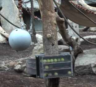 Tierpark Hellabrunn - Welt der Affen