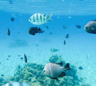 Schnorcheln am Hausriff