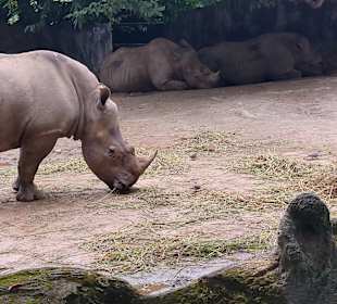 Singapur Zoo