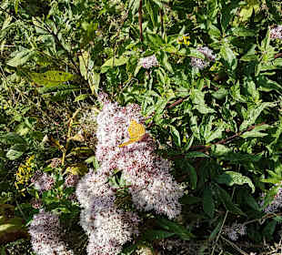 Wandern Schmallenberg