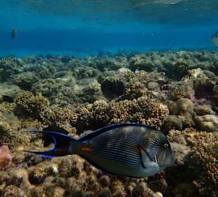 Schnorcheln Sahl Hasheesh