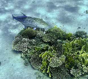 Schnorcheln Marsa Alam