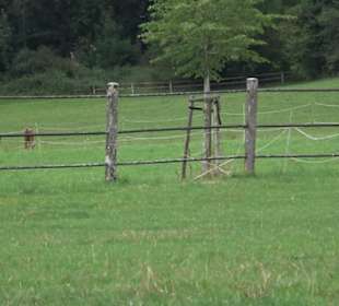 Haupt- und Landgestüt Marbach