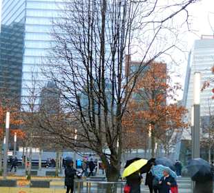 The survivor tree am 9/11 Memorial