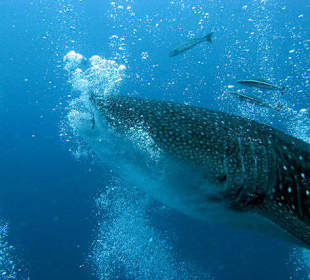 Scuba Diving and Snorkeling