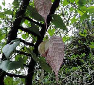 W ogrodzie botanicznym w Singapurze
