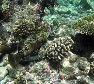 Dunkelflossen Forllenbarsch