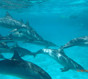 Delfin Tour Marsa Alam