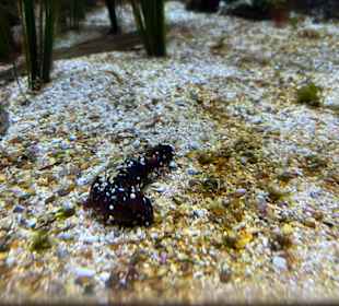 Aquazoo Löbbecke Museum Düsseldorf